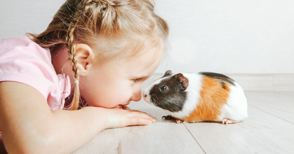 Ein Mädchen sieht einem Meerschweinchen, ein kleines Haustier für Kinder, direkt in die Augen.