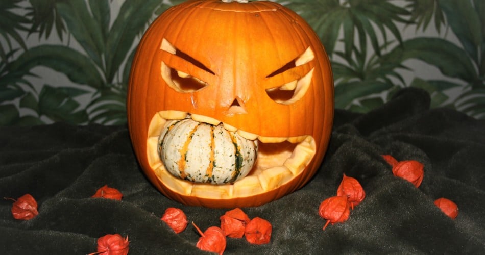 Ein großer Kürbis mit Zierkürbis im Mund, den man zusammen mit Kindern für Halloween aushöhlen und schnitzen kann.